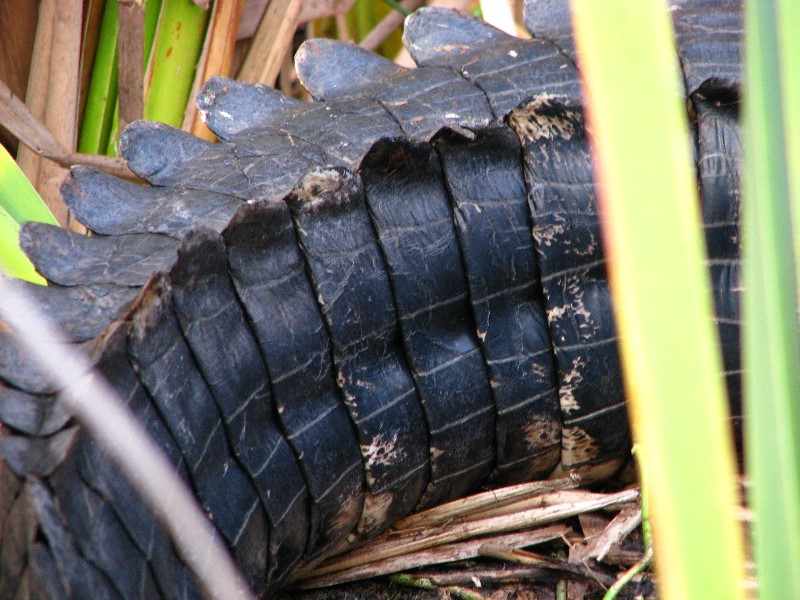 Everglades-Holiday-Park-Airboat-Ride-093