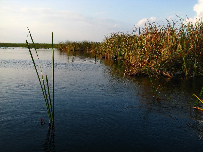 Everglades-Holiday-Park-Airboat-Ride-094