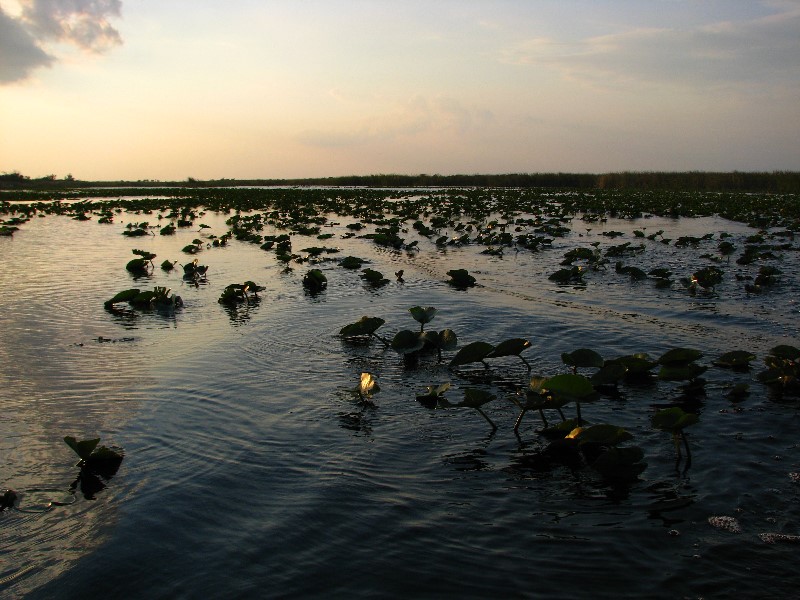 Everglades-Holiday-Park-Airboat-Ride-101