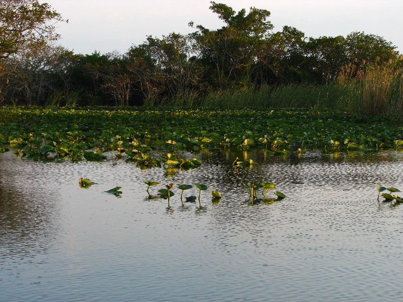 Everglades-Holiday-Park-Airboat-Ride-102