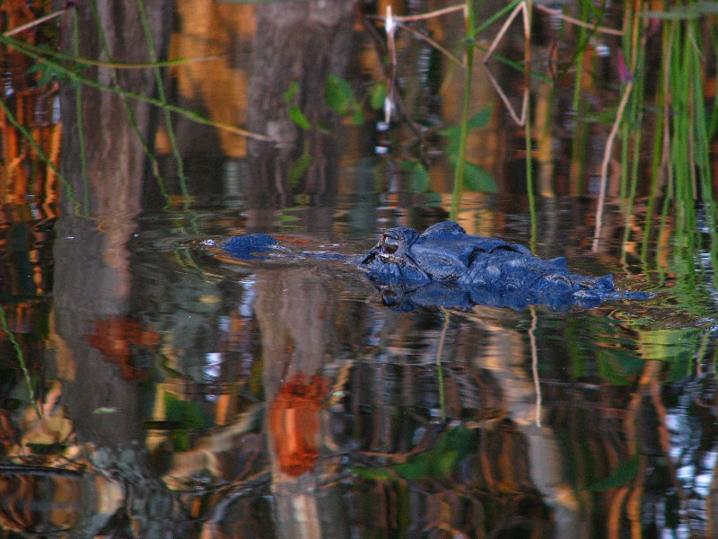 Everglades-Holiday-Park-Airboat-Ride-104