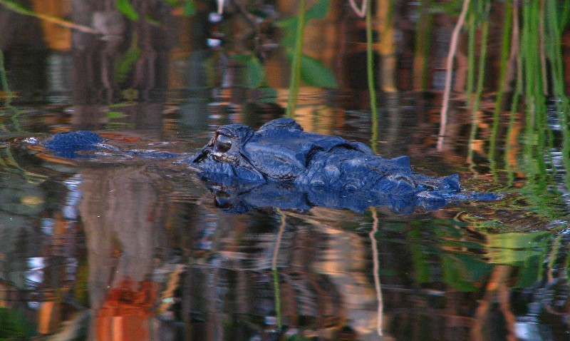 Everglades-Holiday-Park-Airboat-Ride-105