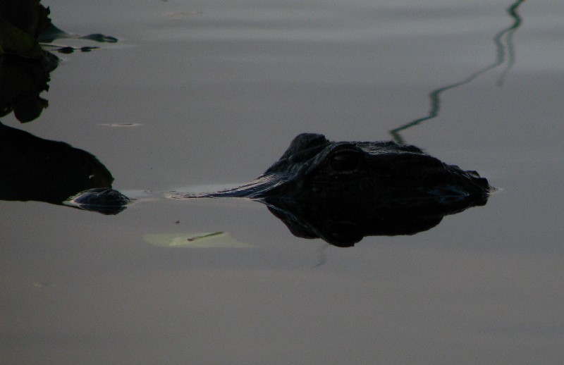 Everglades-Holiday-Park-Airboat-Ride-107