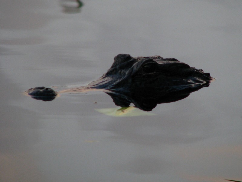 Everglades-Holiday-Park-Airboat-Ride-108