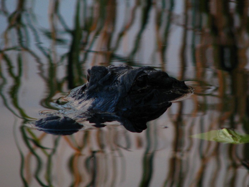 Everglades-Holiday-Park-Airboat-Ride-109