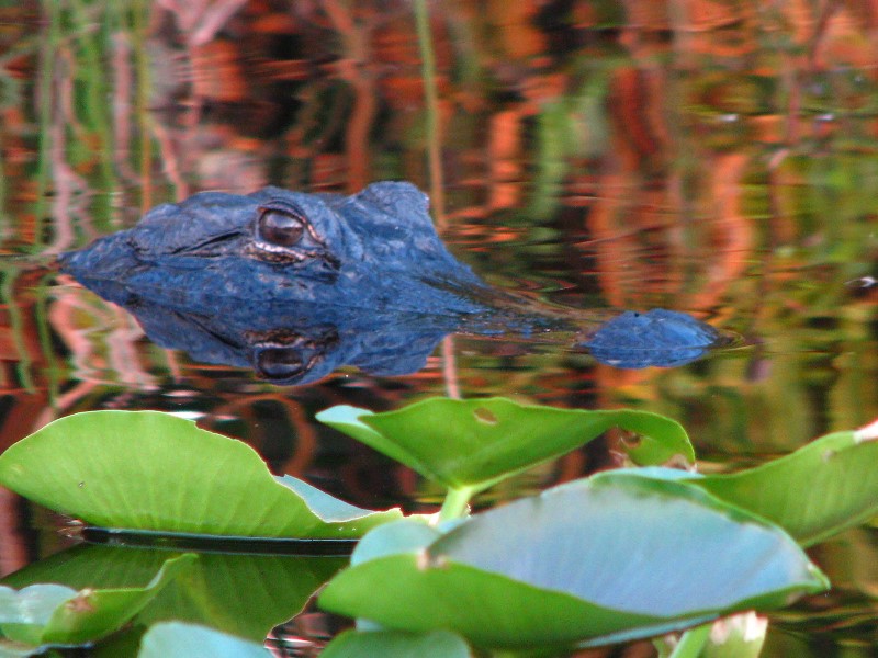 Everglades-Holiday-Park-Airboat-Ride-110