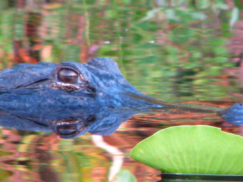 Everglades-Holiday-Park-Airboat-Ride-111