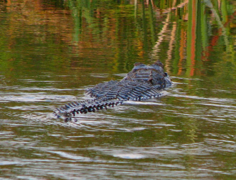 Everglades-Holiday-Park-Airboat-Ride-112