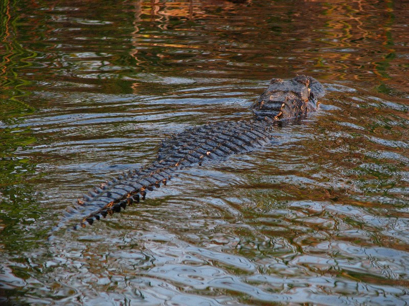 Everglades-Holiday-Park-Airboat-Ride-113