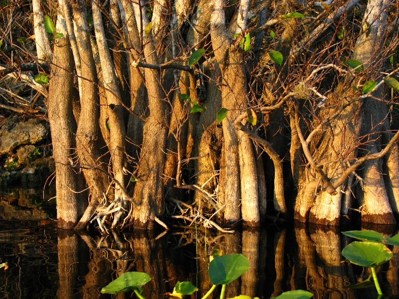 Everglades-Holiday-Park-Airboat-Ride-115