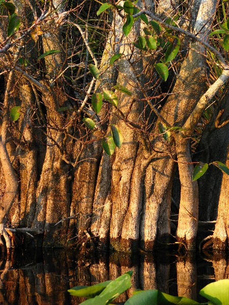 Everglades-Holiday-Park-Airboat-Ride-116