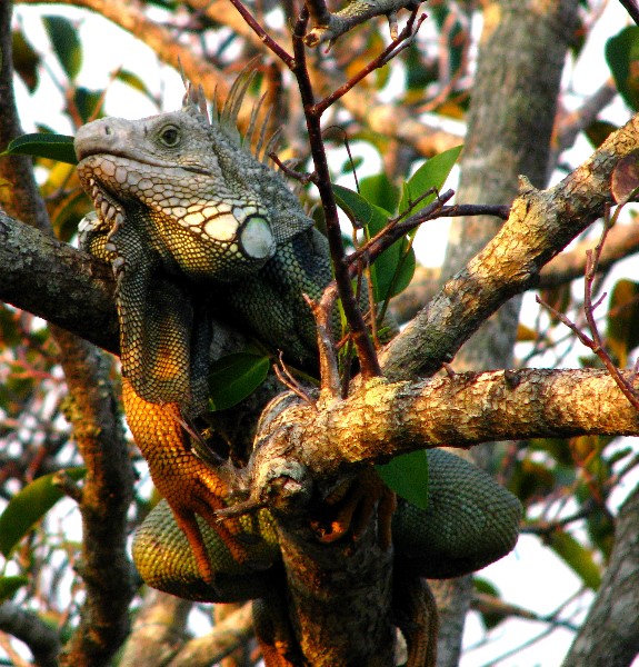 Everglades-Holiday-Park-Airboat-Ride-118