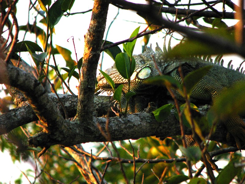 Everglades-Holiday-Park-Airboat-Ride-119