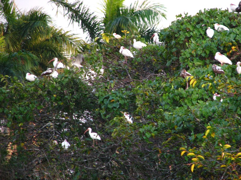 Everglades-Holiday-Park-Airboat-Ride-120