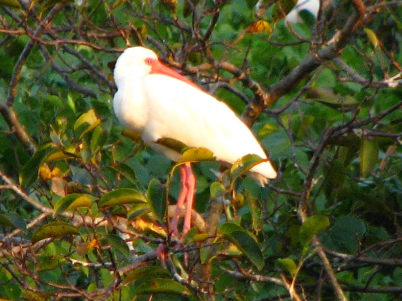 Everglades-Holiday-Park-Airboat-Ride-121