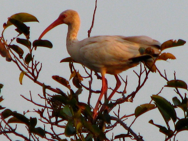 Everglades-Holiday-Park-Airboat-Ride-122