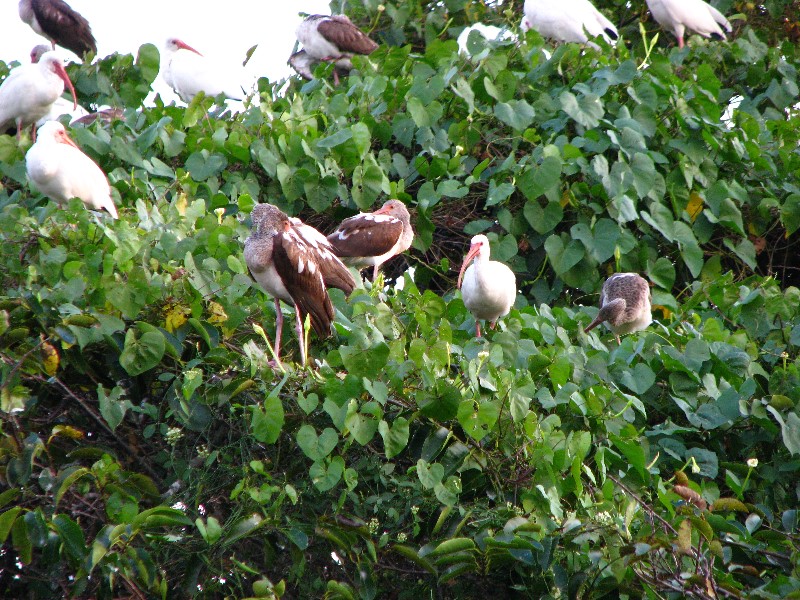 Everglades-Holiday-Park-Airboat-Ride-123