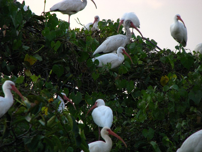 Everglades-Holiday-Park-Airboat-Ride-128