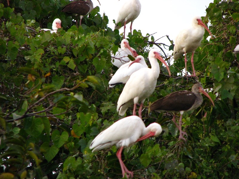 Everglades-Holiday-Park-Airboat-Ride-129