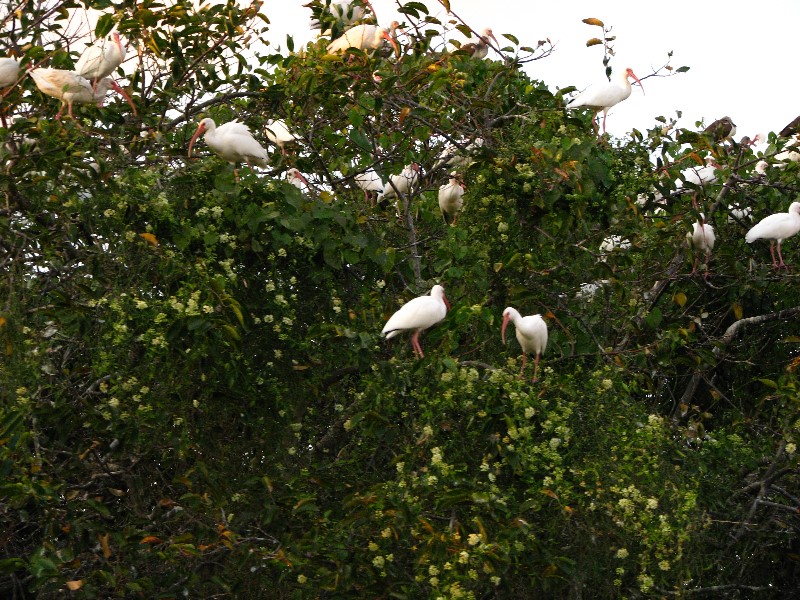 Everglades-Holiday-Park-Airboat-Ride-130