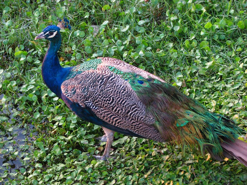 Everglades-Holiday-Park-Airboat-Ride-136