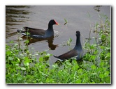 Everglades-Holiday-Park-Airboat-Ride-003