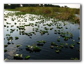 Everglades-Holiday-Park-Airboat-Ride-016