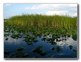 Everglades-Holiday-Park-Airboat-Ride-018