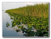 Everglades-Holiday-Park-Airboat-Ride-022