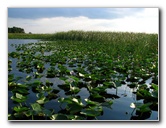 Everglades-Holiday-Park-Airboat-Ride-025