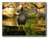 Everglades-Holiday-Park-Airboat-Ride-035