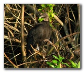 Everglades-Holiday-Park-Airboat-Ride-037