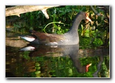 Everglades-Holiday-Park-Airboat-Ride-039