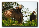 Everglades-Holiday-Park-Airboat-Ride-047