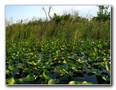 Everglades-Holiday-Park-Airboat-Ride-053