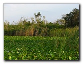 Everglades-Holiday-Park-Airboat-Ride-054