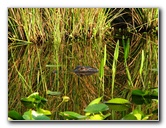 Everglades-Holiday-Park-Airboat-Ride-055