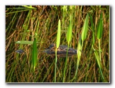 Everglades-Holiday-Park-Airboat-Ride-057