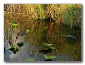 Everglades-Holiday-Park-Airboat-Ride-058