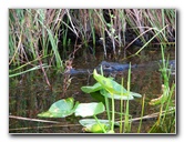 Everglades-Holiday-Park-Airboat-Ride-059