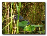 Everglades-Holiday-Park-Airboat-Ride-060