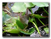 Everglades-Holiday-Park-Airboat-Ride-061