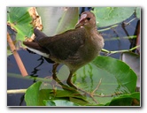 Everglades-Holiday-Park-Airboat-Ride-064