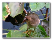 Everglades-Holiday-Park-Airboat-Ride-068