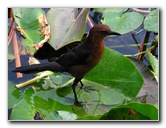 Everglades-Holiday-Park-Airboat-Ride-069