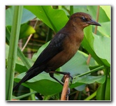 Everglades-Holiday-Park-Airboat-Ride-072