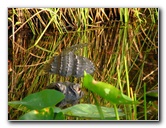 Everglades-Holiday-Park-Airboat-Ride-073