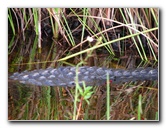 Everglades-Holiday-Park-Airboat-Ride-074