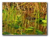 Everglades-Holiday-Park-Airboat-Ride-075