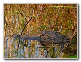 Everglades-Holiday-Park-Airboat-Ride-078